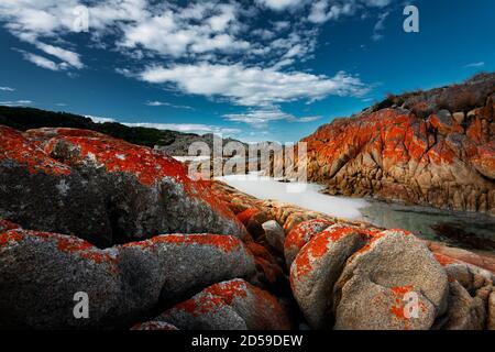 Lichen coloré aux rochers d'Eddystone point. Banque D'Images