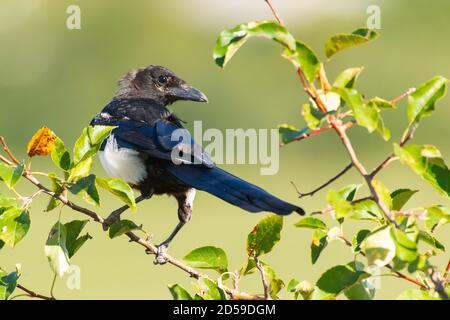 Common Magpie Pica pica, assis sur un fond vert de brousse. Banque D'Images