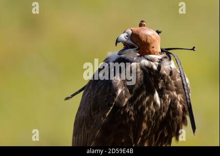 Falcon de Saker (cherrug de Falco) à capuchon sur fond vert. Banque D'Images