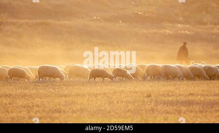 Un troupeau de moutons dans un pré. Dans les beaux rayons du soleil couchant. Banque D'Images