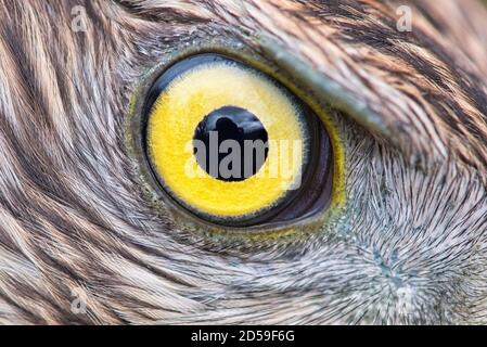 gros plan œil d'aigle, œil du Goshawk Banque D'Images