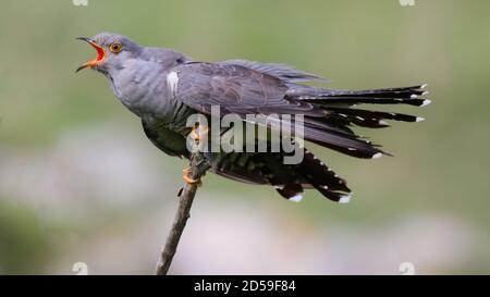 L'oiseau est le Cuckoo Cuculus canorus, assis sur une branche d'arbre. Banque D'Images