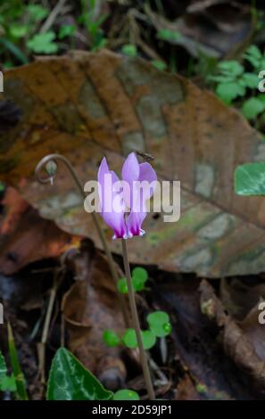 Le Cyclamen européen ou le Cyclamen purpurascens poussent dans une forêt humide d'automne en France. Banque D'Images