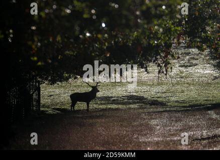 Deer dans le Windsor Great Park, Berkshire. Banque D'Images