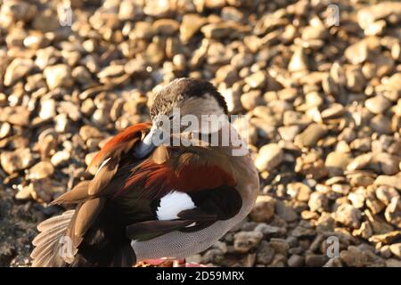 Plumes de nettoyage de canard sur la plage de gravelly, Angleterre, Royaume-Uni Banque D'Images