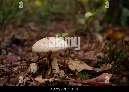photo de champignons prise dans la forêt néerlandaise donkere duinen. Banque D'Images