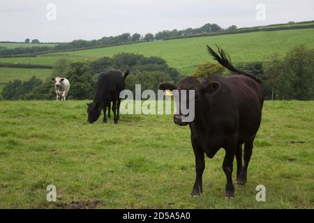 Le pâturage du bétail dans un champ Banque D'Images