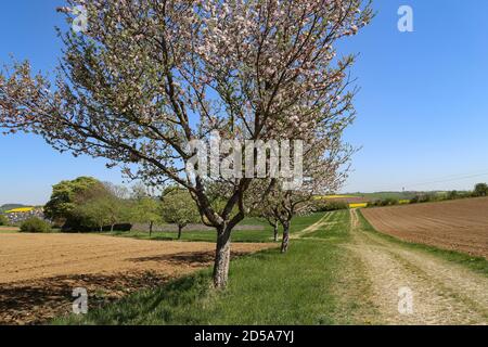 Des pommiers fleuris le long de la route au printemps. Banque D'Images