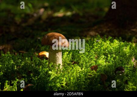 Tige de frai à capuchon rouge. Prairie avec champignons rouges à l'atmosphère des arbres de la forêt mousse macro gros plan flou Banque D'Images