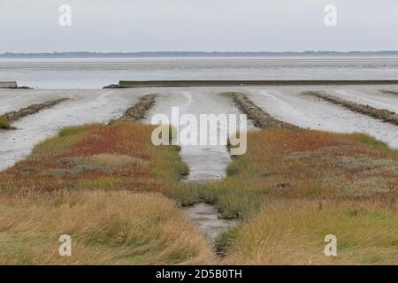 Marais salants et vasières. Mer des Wadden. Frise orientale, Basse-Saxe. Allemagne. Banque D'Images