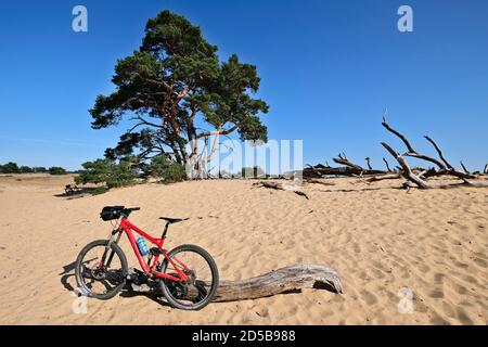 Dunes paysage de pollen et de vieux troncs d'arbres dans le Parc National de Hoge Veluwe avec le musée Kröller-Müller, province de Gelderland, pays-Bas Banque D'Images