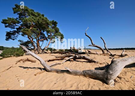 Dunes paysage de pollen et de vieux troncs d'arbres dans le Parc National de Hoge Veluwe avec le musée Kröller-Müller, province de Gelderland, pays-Bas Banque D'Images