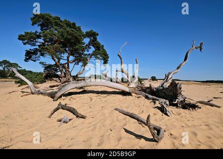 Dunes paysage de pollen et de vieux troncs d'arbres dans le Parc National de Hoge Veluwe avec le musée Kröller-Müller, province de Gelderland, pays-Bas Banque D'Images