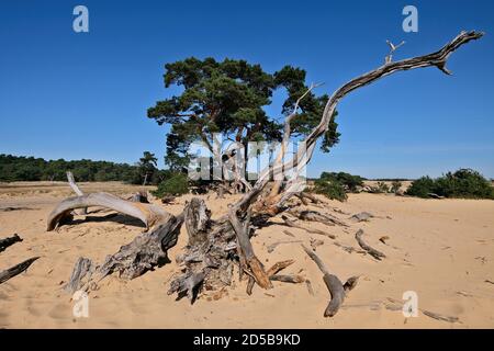 Dunes paysage de pollen et de vieux troncs d'arbres dans le Parc National de Hoge Veluwe avec le musée Kröller-Müller, province de Gelderland, pays-Bas Banque D'Images