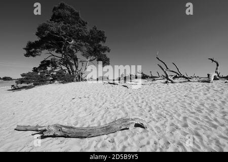 Dunes paysage de pollen et de vieux troncs d'arbres dans le Parc National de Hoge Veluwe avec le musée Kröller-Müller, province de Gelderland, pays-Bas Banque D'Images