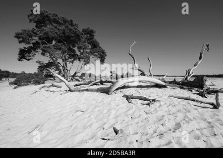 Dunes paysage de pollen et de vieux troncs d'arbres dans le Parc National de Hoge Veluwe avec le musée Kröller-Müller, province de Gelderland, pays-Bas Banque D'Images