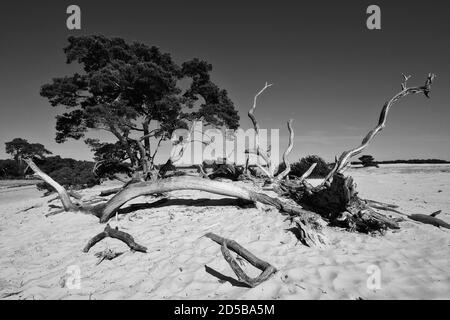 Dunes paysage de pollen et de vieux troncs d'arbres dans le Parc National de Hoge Veluwe avec le musée Kröller-Müller, province de Gelderland, pays-Bas Banque D'Images