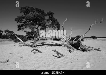 Dunes paysage de pollen et de vieux troncs d'arbres dans le Parc National de Hoge Veluwe avec le musée Kröller-Müller, province de Gelderland, pays-Bas Banque D'Images