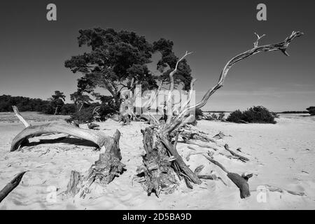 Dunes paysage de pollen et de vieux troncs d'arbres dans le Parc National de Hoge Veluwe avec le musée Kröller-Müller, province de Gelderland, pays-Bas Banque D'Images