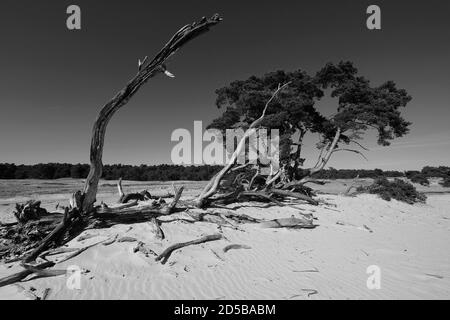 Dunes paysage de pollen et de vieux troncs d'arbres dans le Parc National de Hoge Veluwe avec le musée Kröller-Müller, province de Gelderland, pays-Bas Banque D'Images