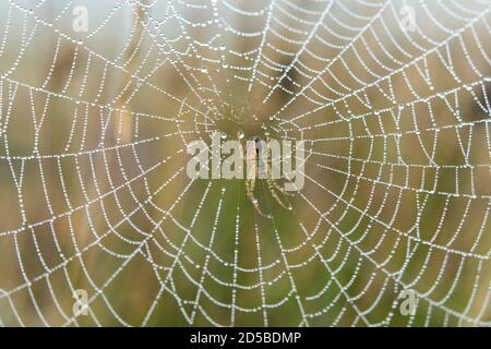 Gros plan vue d'une toile d'araignées couchées avec The Spider dans le Centre, Royaume-Uni Banque D'Images
