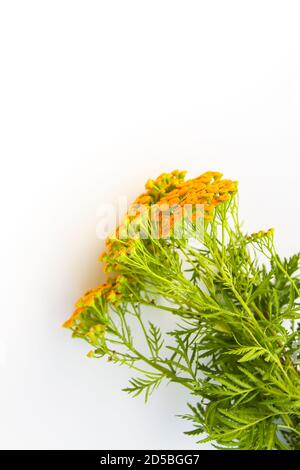 Bouquet de fleurs d'été sauvages jaune vif tansy. Plantes médicales. Banque D'Images