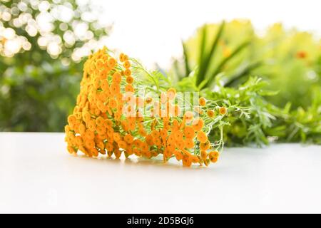 Bouquet de fleurs d'été sauvages jaune vif tansy. Plantes médicales. Banque D'Images