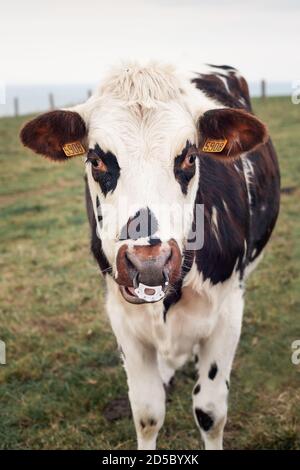 Vache tachetée au nez percé en Normandie Banque D'Images