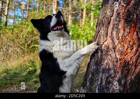 Gros plan sur le joli Collie avec un regard adorable sur son visage en sautant avec sa patte sur le tronc d'arbre pendant le soleil. Portrait du chien noir et blanc. Banque D'Images