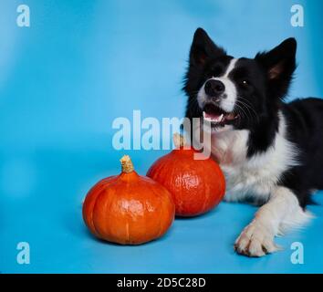 Collie de bordure souriante avec citrouilles d'orange isolées sur le bleu. Portrait de la tête du chien noir et blanc couché. Banque D'Images