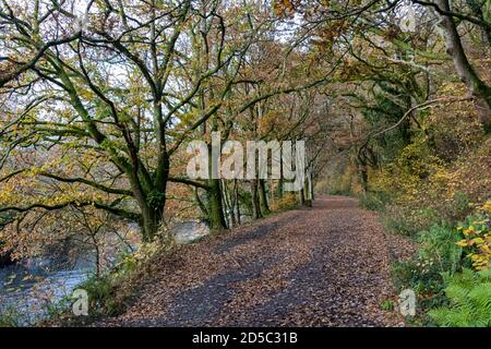 Un arbre bordé, vue d'automne le long d'une feuille couverte route Rolle, site du canal victorien Rolle à côté de la rivière Torridge dans Great Torrington Banque D'Images