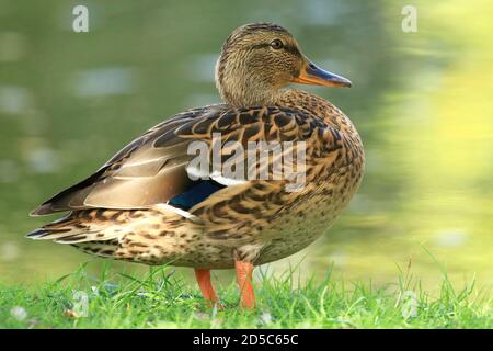 Mallard femelle sur la prairie près du lac Banque D'Images