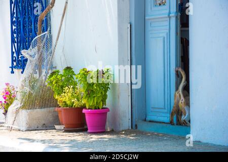 Rues du célèbre village pittoresque de Limni Evias sur l'île d'Euboea, Grèce. Banque D'Images