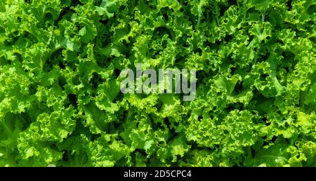 Lactuca sativa. Fond de feuilles de salade. Culture végétale, utilisée comme une vitamine verte. mise en page plate, bannière. Banque D'Images