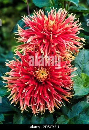 Dahlias jaune vif / rouge. Banque D'Images