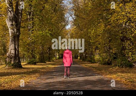 Blair Atholl, Perthshire, Écosse, Royaume-Uni. 13 octobre 2020. Couleur d'automne au château de Blair dans le Perthshire, une femme marche sous la voûte des Lime dans l'avenue à l'entrée du bâtiment historique certains des arbres les plus anciens poussent depuis plus de 330 ans. Banque D'Images