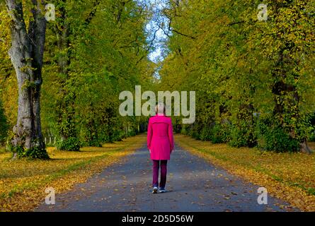 Blair Atholl, Perthshire, Écosse, Royaume-Uni. 13 octobre 2020. Couleur d'automne au château de Blair dans le Perthshire, une femme marche sous la voûte des Lime dans l'avenue à l'entrée du bâtiment historique certains des arbres les plus anciens poussent depuis plus de 330 ans. Banque D'Images