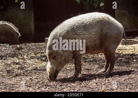 Le porc barbu se fourrasse entre l'écorce et la saleté sous un soleil chaud dans une enceinte de zoo Banque D'Images