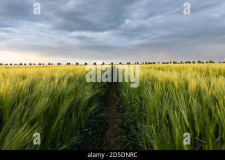 Un chemin dans le champ d'orge vert et jaune sous un ciel nuageux. Banque D'Images