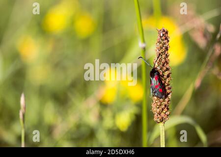Five 5 Spot Burnett Moth reposant dans un anglais herbacé prairie sur herbe Banque D'Images
