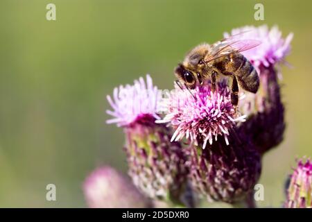 British Honey Bee sur Burdock Flower Bud en Angleterre Banque D'Images