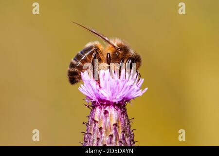 Abeille sur Bud. Fleur Burdock Banque D'Images