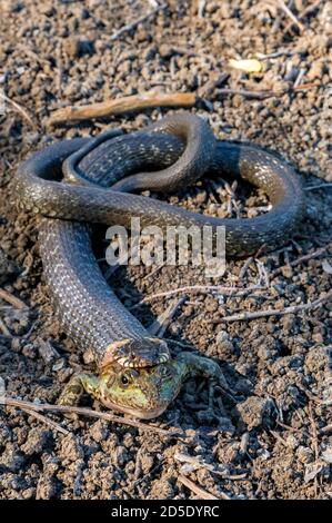 Le serpent d'herbe de chasse a attrapé une grenouille Banque D'Images