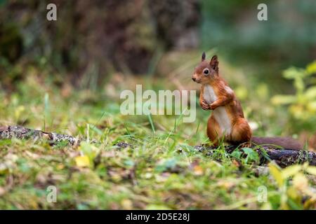 Écureuil roux (Sciurus vulgaris) alerte permanente sur le plancher forestier Banque D'Images