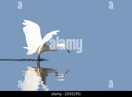 Snowy Egret Hunting Banque D'Images