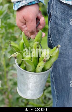 Vicia faba 'Bunyard's Exhibition'. Des fèves fraîchement cueillies cultivées dans un jardin de cuisine domestique (photo). ROYAUME-UNI Banque D'Images