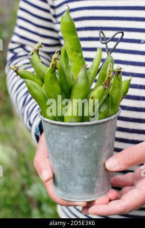 Vicia faba 'Bunyard's Exhibition'. Des fèves fraîchement cueillies cultivées dans un jardin de cuisine domestique (photo). ROYAUME-UNI Banque D'Images