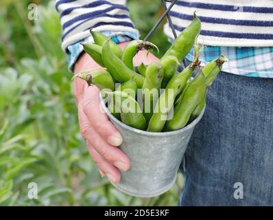 Vicia faba 'Bunyard's Exhibition'. Des fèves fraîchement cueillies cultivées dans un jardin de cuisine domestique (photo). ROYAUME-UNI Banque D'Images