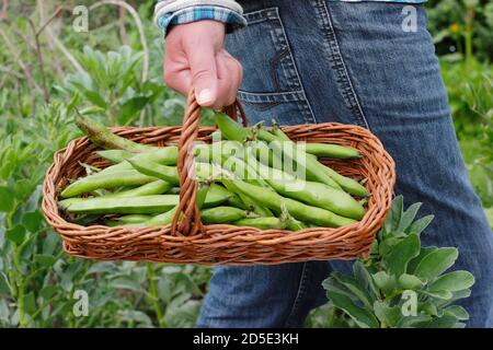 Vicia faba 'Bunyards Exhibition'. Des fèves fraîchement cueillies transportées dans un troug, cultivées dans un jardin de cuisine domestique (photo). ROYAUME-UNI Banque D'Images