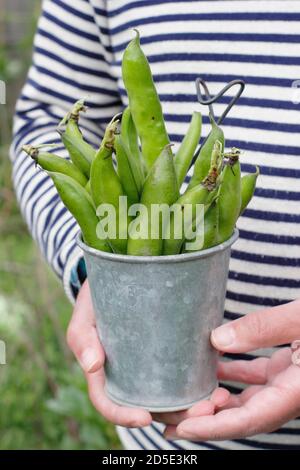 Vicia faba 'Bunyard's Exhibition'. Des fèves fraîchement cueillies cultivées dans un jardin de cuisine domestique (photo). ROYAUME-UNI Banque D'Images